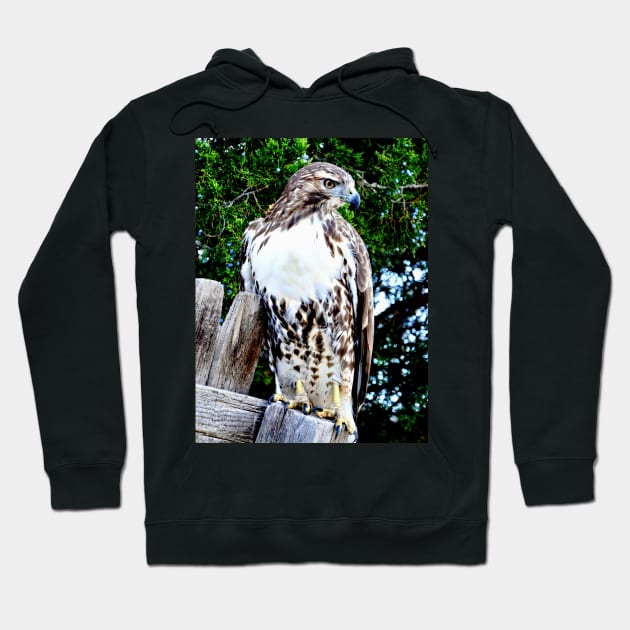 Red Tailed Hawk Hoodie by Scubagirlamy